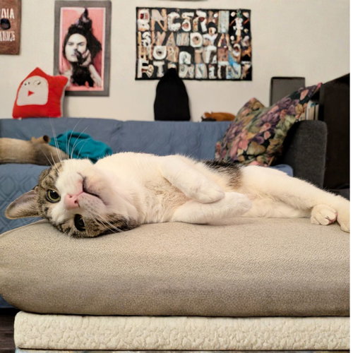 animal-image