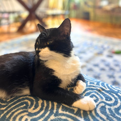 Cypress Pine photo 4