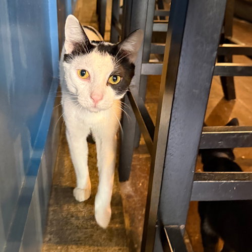 NORTH QUEENS - Domestic Short Hair available for adoption