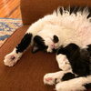 Bronson - Photo 2