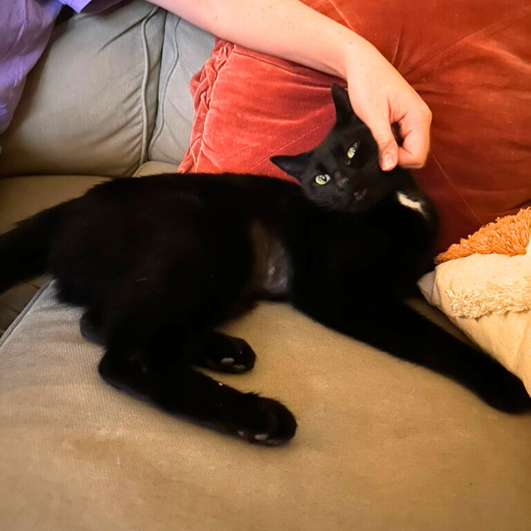 Velcro Van Dyke - Brooklyn Cat Cafe