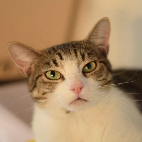 VILLA - Domestic Short Hair available for adoption