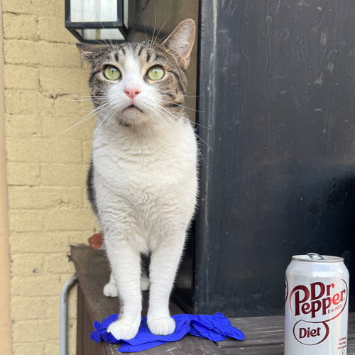 VILLA - Domestic Short Hair available for adoption