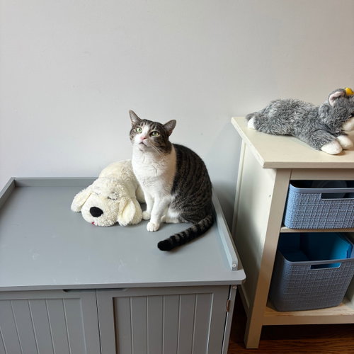 VILLA - Domestic Short Hair available for adoption