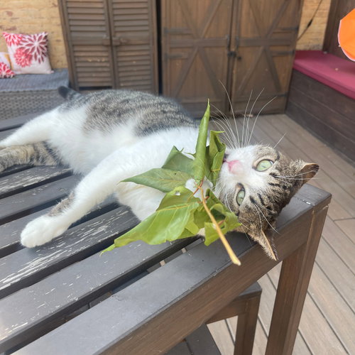 VILLA - Domestic Short Hair available for adoption