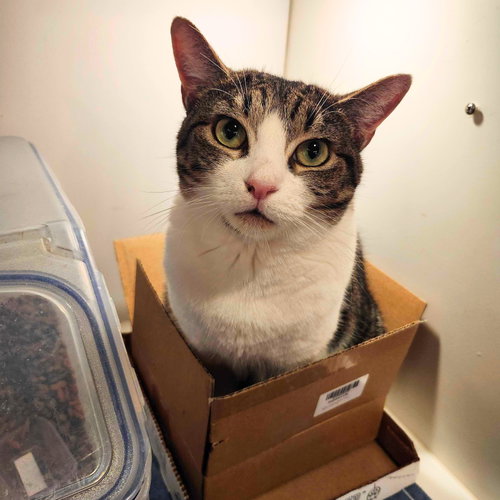 VILLA - Domestic Short Hair for adoption in Jersey City