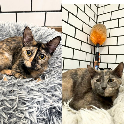 AISHAH & ALANNAH - Domestic Short Hair available for adoption