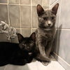 Aquila & Orion - Photo 1