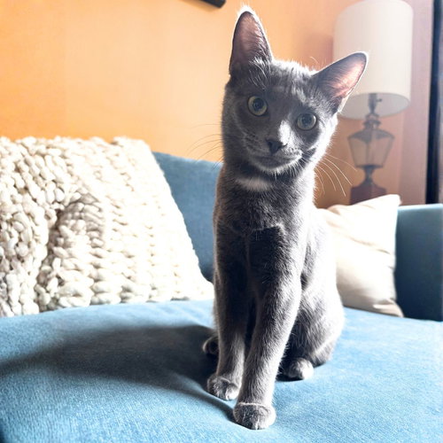 AQUILA & ORION - Domestic Short Hair available for adoption