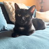 Aquila & Orion - Photo 3