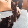 Aquila & Orion - Photo 4