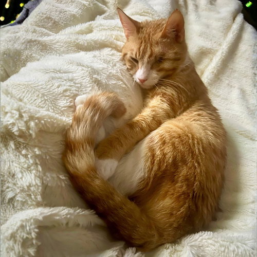 animal-image