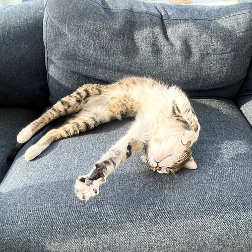 JOHN ADAMS MOTT - Domestic Short Hair available for adoption