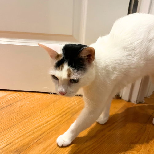 VIOLET - Domestic Short Hair available for adoption