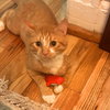 Rubberband Man - Photo 3