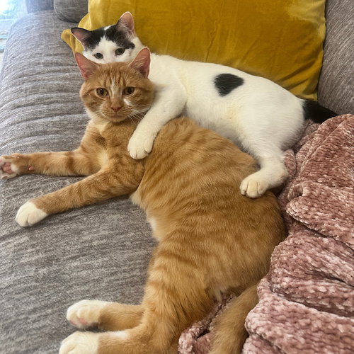RUBBERBAND MAN - Domestic Short Hair available for adoption