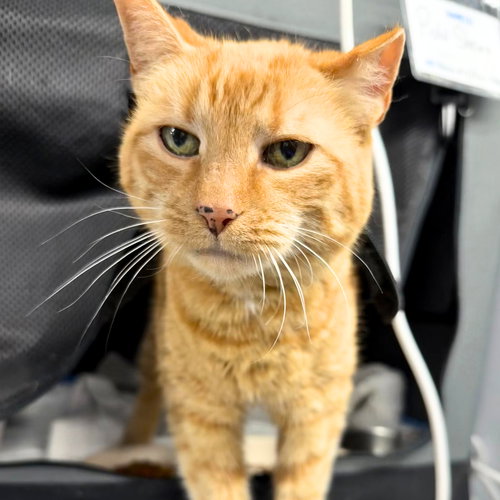 PISTOL SHRIMP - Domestic Short Hair available for adoption