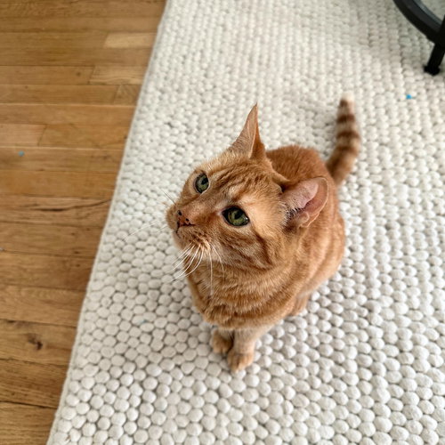 Pistol Shrimp, Adult Domestic Short Hair, cat for adoption in Clifton, New Jersey