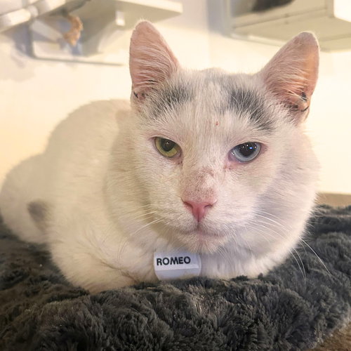 ROMEO - Domestic Short Hair available for adoption
