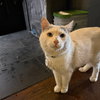 Romeo - Photo 2