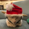 Romeo - Photo 3