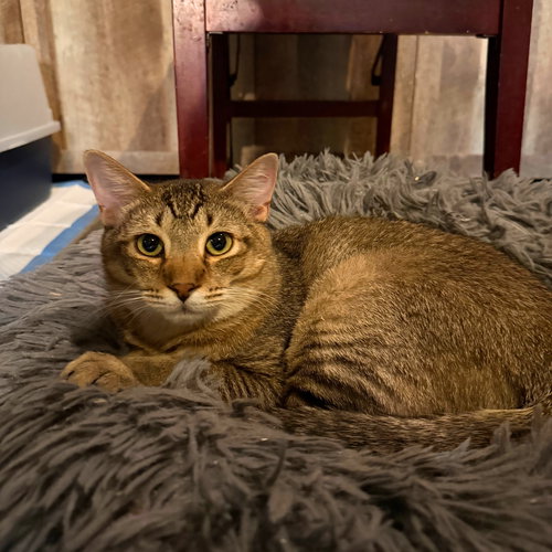 Ninini, an adoptable Domestic Short Hair in Brooklyn, NY