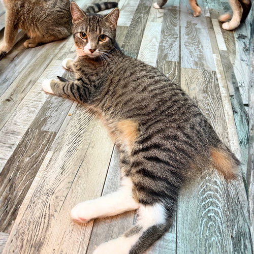 picture of the cat needing adoption