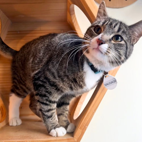Sausage, Young Domestic Short Hair, cat for adoption in Clifton, New Jersey