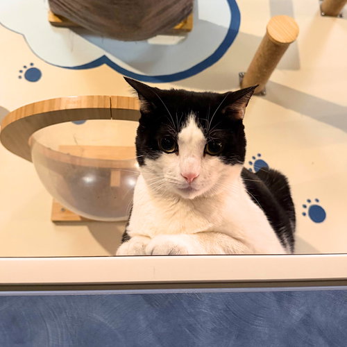 picture of the cat needing adoption