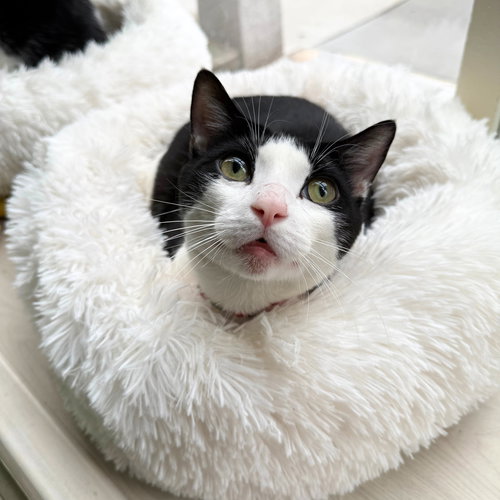 Zanzibar, an adoptable Domestic Short Hair in Brooklyn, NY