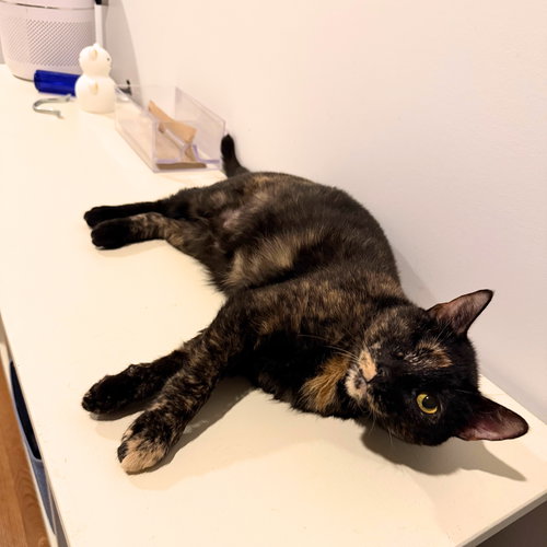 picture of the cat needing adoption