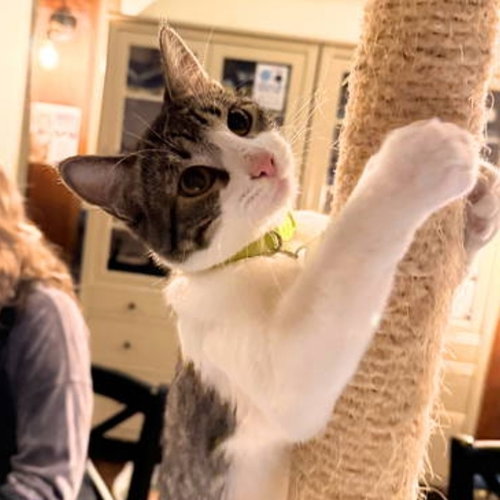 picture of the cat needing adoption