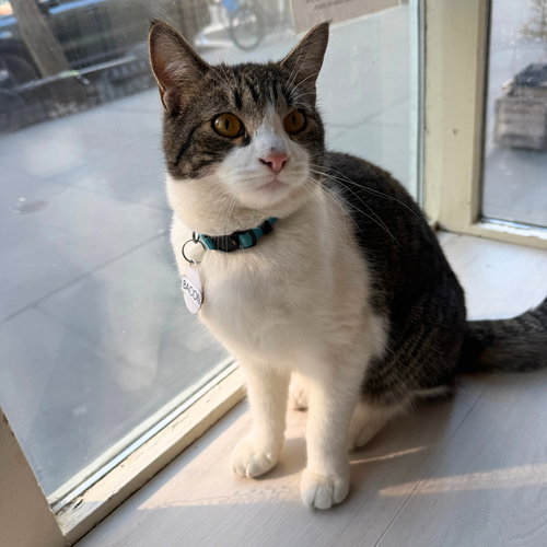 Bacon, Young Domestic Short Hair, cat for adoption in Clifton, New Jersey