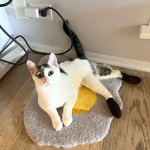 Tyrian, an adoptable Domestic Short Hair in Brooklyn, NY