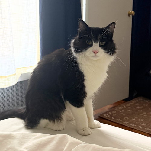 Saar, Adult Domestic Medium Hair (long coat), cat for adoption in Clifton, New Jersey