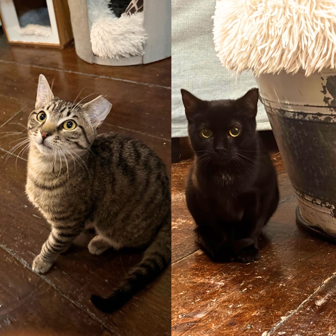 Flash & Little Boo Image