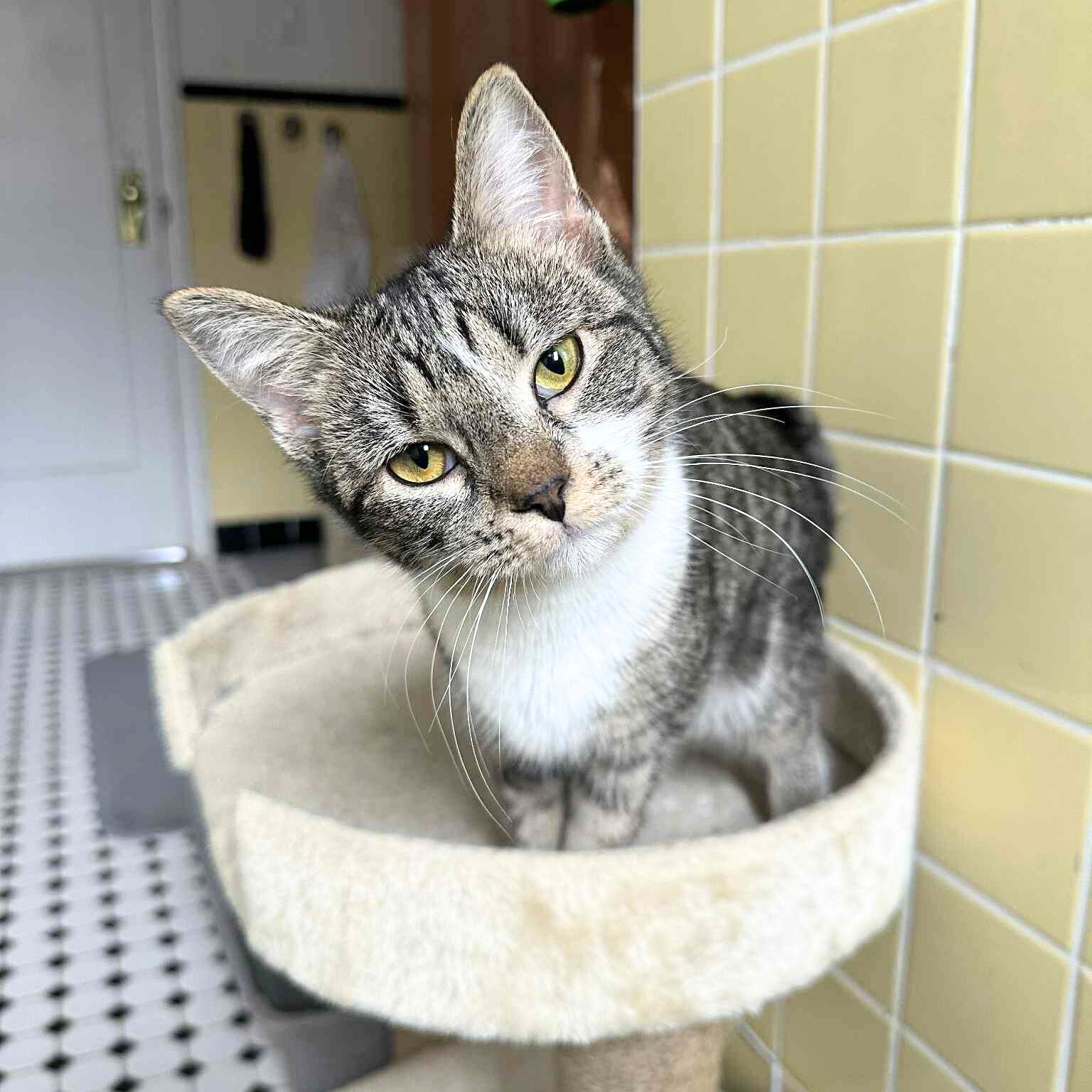 Olivia Image