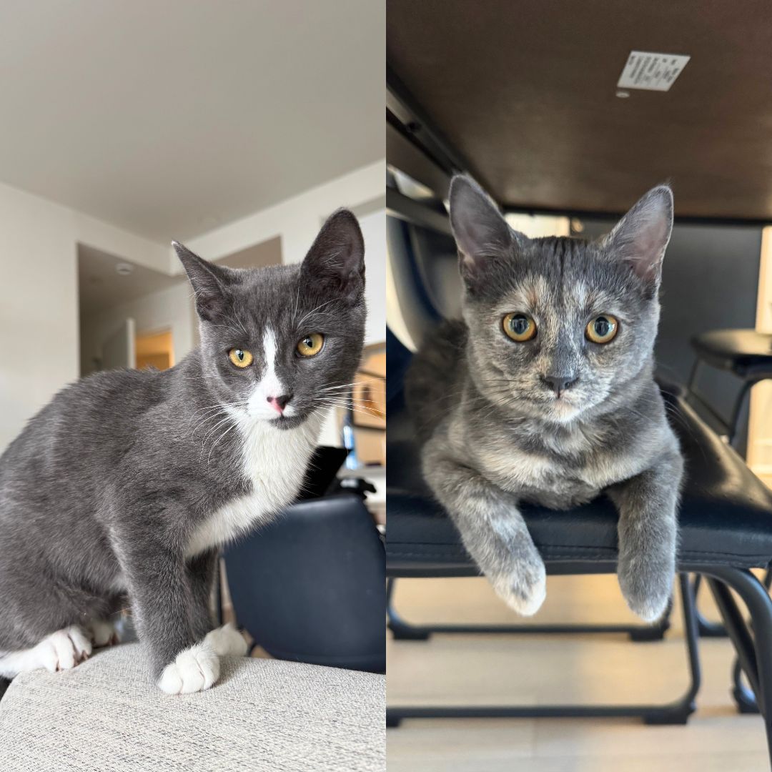Biscuit & Tempest Image