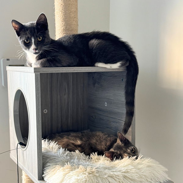 Biscuit & Tempest