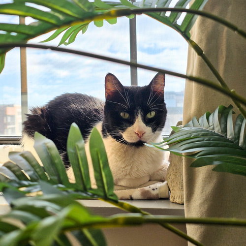 picture of the cat needing adoption