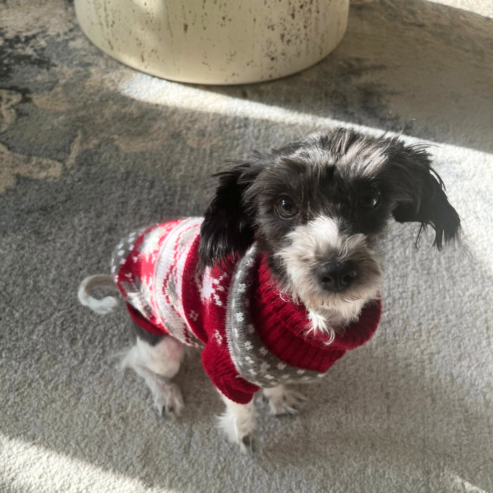 Lafufu the Dog Image