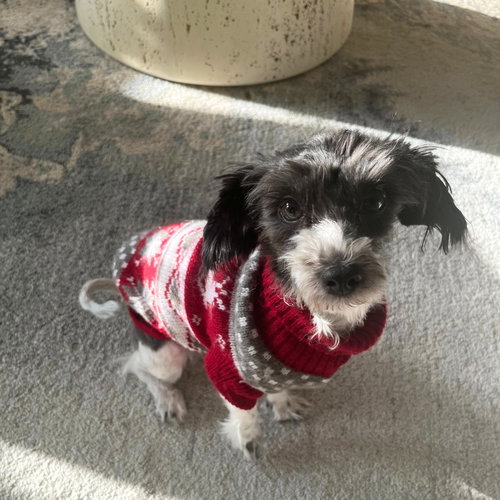 picture of the dog needing adoption