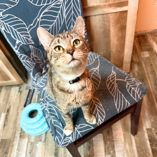 Georgia, an adoptable Domestic Short Hair in Brooklyn, NY