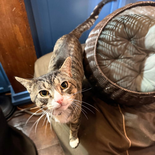 picture of the cat needing adoption