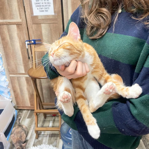 picture of the cat needing adoption