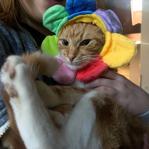 Club Sandwich, Young Domestic Short Hair, cat for adoption in Clifton, New Jersey