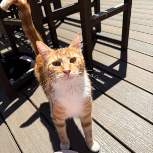 Club Sandwich, Young Domestic Short Hair, cat for adoption in New Rochelle, New York