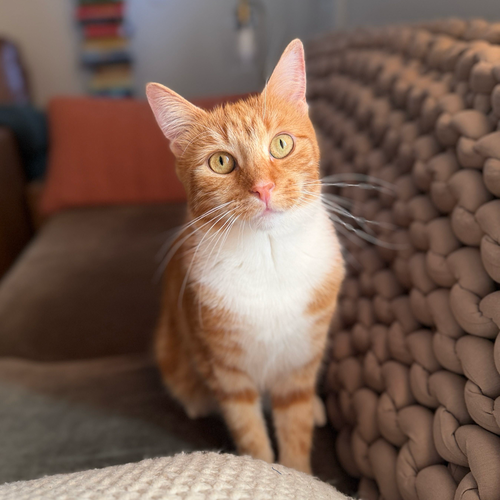 Club Sandwich, Domestic Short Hair