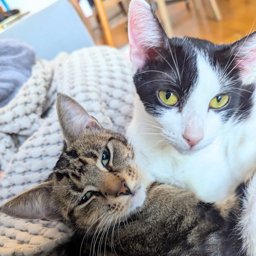 picture of the cat needing adoption