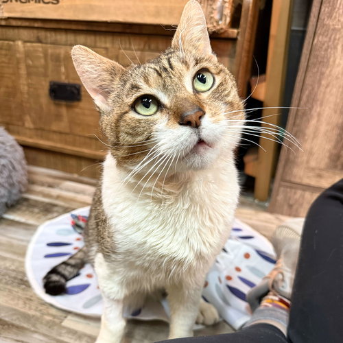picture of the cat needing adoption